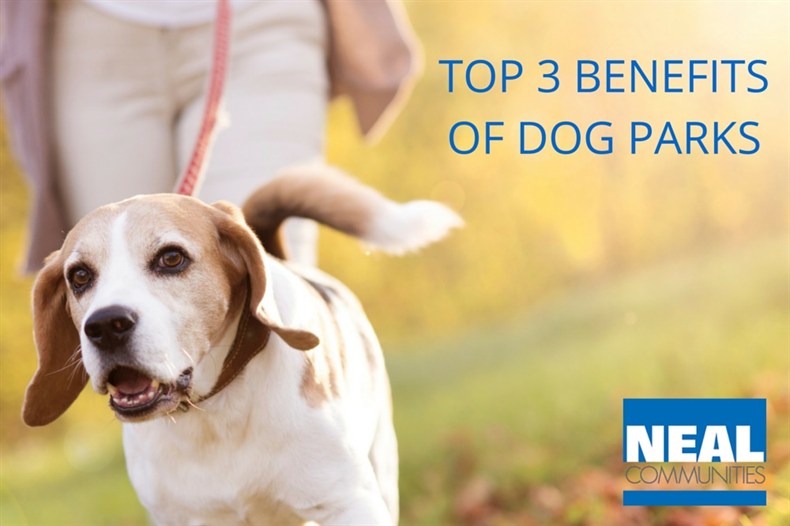Top 3 Benefits of Dog Parks