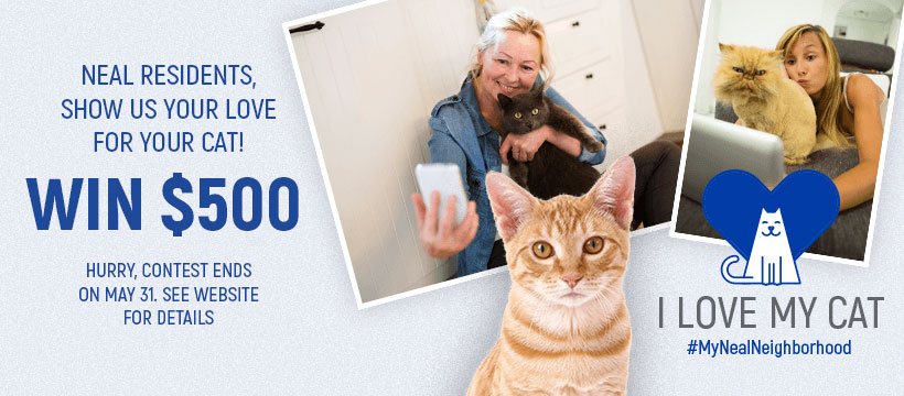 Post Your Purrrrrfect Kitty Pic to Win the I Love My Cat Challenge!