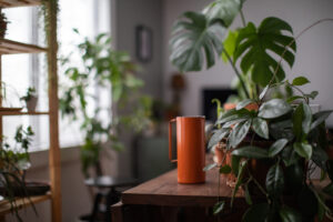 Bring houseplants home